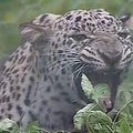 V. Putinas paleido leopardus poruotis