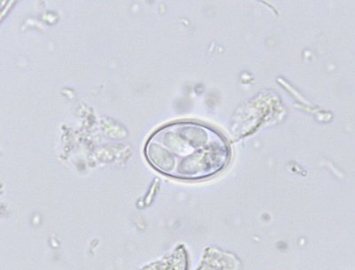 Sarcocystis parazitų oocista, aptikta gamtinių vandens mėginių mikroskopavimo metu Gamtos tyrimų centro Genetikos laboratorijoje