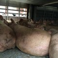 Artėja terminas reikalavimų nesilaikančiuose ūkiuose paskersti kiaules