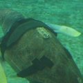Ryklio apkandžiota vėžlio patelė matuojasi naujus plaukmenis