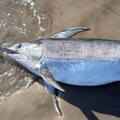 На Лиепайский пляж выбросило 80-килограммовую рыбу-меч