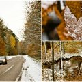Žiema pajūryje: medžių lapų ir sniego duetas