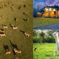 Abejingų nepaliekančios nakvynės vietos Lietuvoje: poilsis šalia žirgų, danielių, alpakų ar net elnių