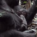 Vaizdo įraše užfiksuota nykstančios rūšies gorila ir jos jauniklis