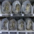 Kinijoje pastatyti gyvų krabų automatai
