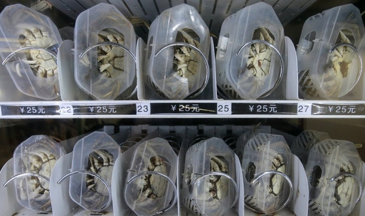 Gyvų krabų automatai Kinijoje