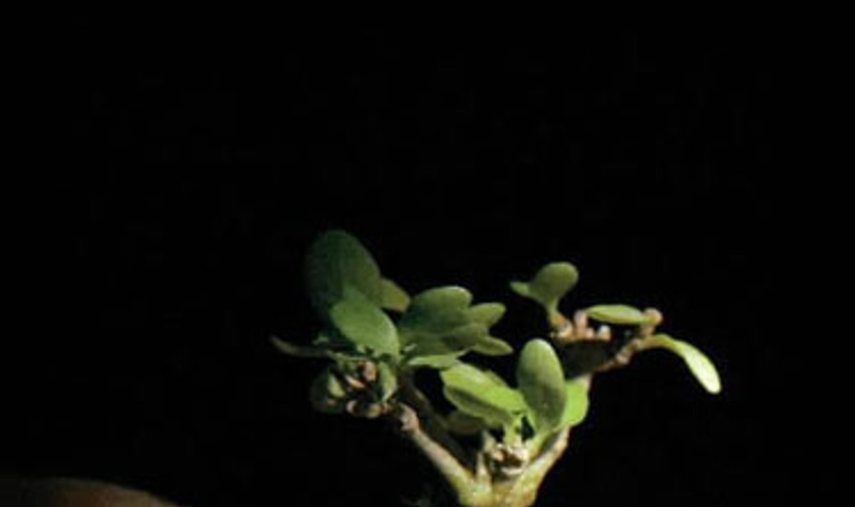 53 metų miniatiūrinius augalus auginantis Kuahas Te Teongas (Kuah Tee Teong) rodo vieną iš jo išaugintų bonsai medelių. Šis dviejų metų vandens jazminų rūšies augalas yra 22 milimetrų aukščio. Vietinis laikraštis rugpjūčio 24 dieną pranešė, kad šis bonsai medelis gali būti mažiausiais pasaulyje.