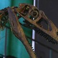 Argentinoje atrasta nauja dinozaurų rūšis