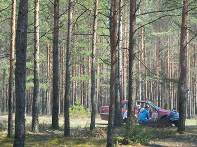 Automobiliai miške dažnai pastatomi netinkamoje vietoje