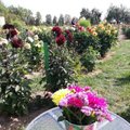 Ukmergės rajone – įspūdingas jurginų sodas: augina kelis šimtus skirtingų veislių