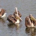 Pajūryje - galimybė stebėti rudos spalvos rožinius pelikanus