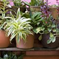 7 house plants for scent and wellbeing