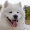 Samojedai – laimingiausi šunys pasaulyje
