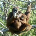 Jaunoji orangutanė auga ir jau turi naujus dantis