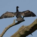 Aplinkos ministras: stichiškai kormoranų gausos reguliuoti negalima