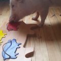 Vaizdo įrašas, įrodęs, kad ir kiaulės gali būti protingos
