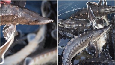 Žuvininkystės tarnybos specialistai – ES vieni aktyviausių aštriašnipių eršketų augintojų tarp Baltijos šalių
