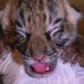 Meksikos zoologijos sode pasaulį išvydo Bengalijos tigriukų penketukas