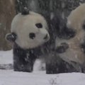 Užfiksuota, kaip pandos jauniklis pirmą kartą džiaugiasi sniegu