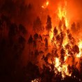 Miškininkai perspėja: gaisrų pavojus yra didelis