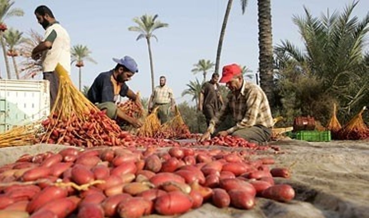 Palestiniečių ūkininkai rūšiuoja datules.