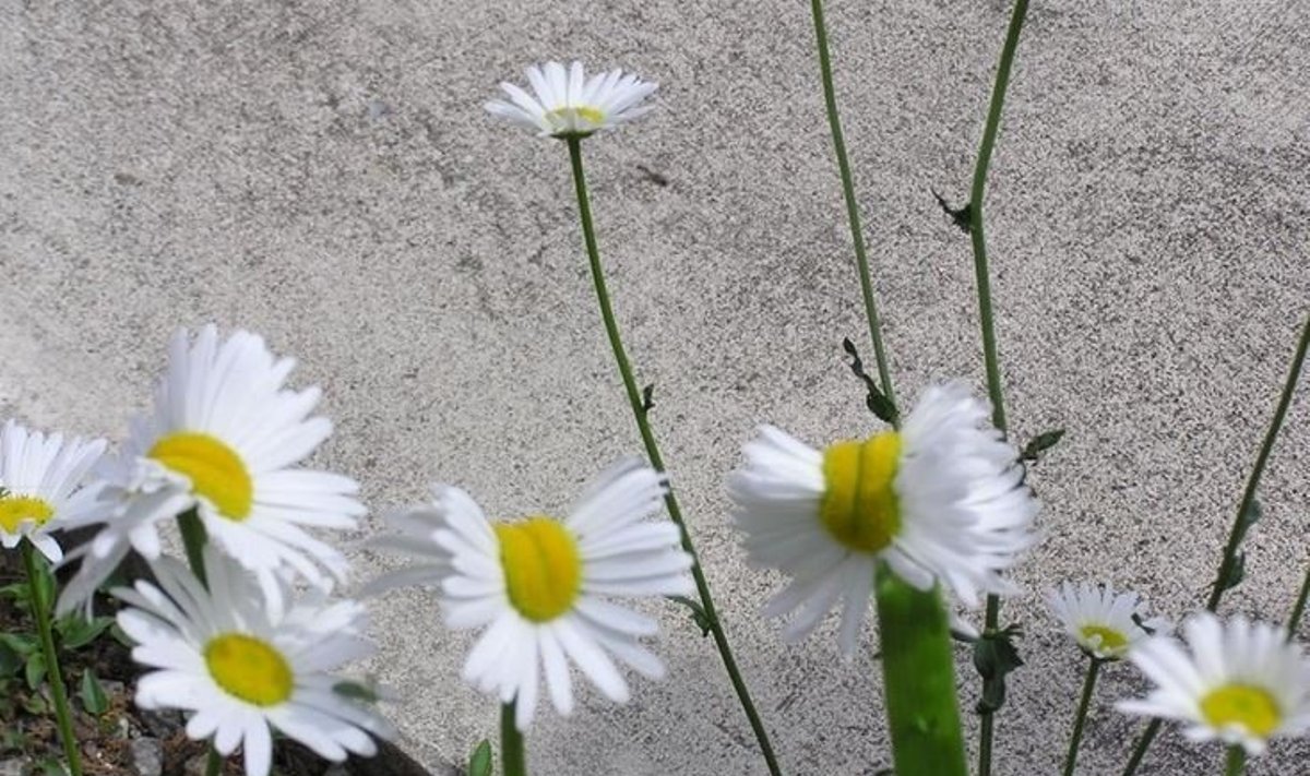 Prie Fukušimos augančios gėlės