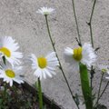 Ryškėja katastrofos padariniai: prie Fukušimos pražydo gėlės mutantės