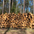Sužinoję apie Aplinkos ministerijos siūlymą kirsti daugiau miškų, aktyvistai žodžių į vatą nebevynioja: pramušė dugną