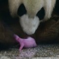 Didžiosios pandos patelė Kinijoje susilaukė jauniklio