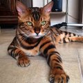 Socialinių tinklų atradimas: žvitriaakis katinėlis su tigro kailiu