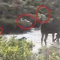 Nufilmuota žūtbūtinė briedės kova su penkiais vilkais dėl jauniklio gyvybės