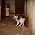 Tragedija: 36 katės liko be šeimininkės