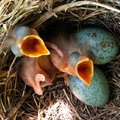 Ornitologai: „akli“ ir „kurti“ žvejai traiško paukščių kiaušinius