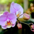 Orchidėjų priežiūra: taisyklės paprastos, bet jų būtina laikytis
