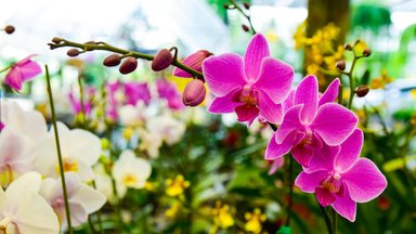 4 priežastys, kodėl nereikėtų namuose auginti orchidėjų