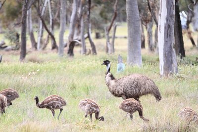 Strutis emu su jaunikliais