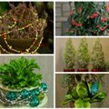 Kaip turimus augalus paversti kalėdinėmis dekoracijomis?