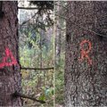 Miške surado įtartinai sužymėtus medžius: ką visa tai reiškia?