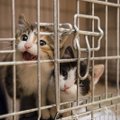 Dvi išgelbėtos mažos katytės svajoja apie nuosavą namų palangę!