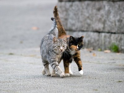 Katės puikiausiai galėtų šeimininkauti ir ištuštėjusiuose miestuose