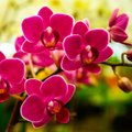 Gausiai žydinčių orchidėjų paslaptis slypi specialiuose vazonuose