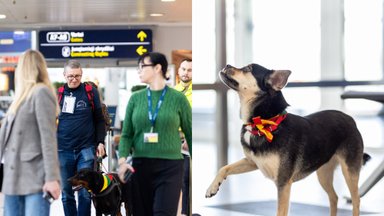 Į Vilniaus oro uostą darbuotis atvyko šunys – gali būti, kad ateityje čia jie lankysis dažnai