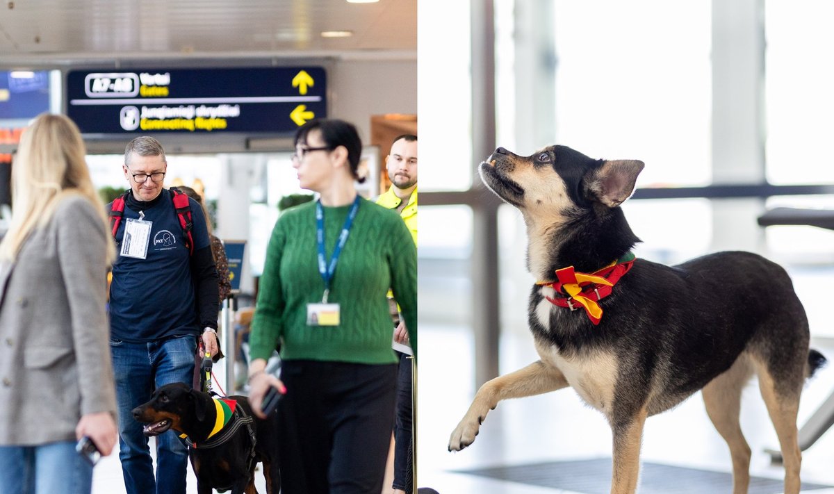 Terapiniai šunys Vilniaus oro uoste