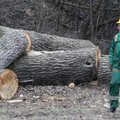 Miškininkai ne visada vaikosi pinigų