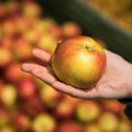 Sodininkai sutrikę: nežinia, ar verta įjungti saugyklas ir per žiemą saugoti obuolius