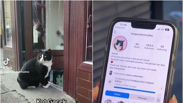 Tiktoke išgarsėjęs katinas traukia turistus į Lenkiją: internautai dėl jo eina iš proto