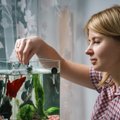 6 priežastys, kodėl namuose verta turėti akvariumą: pastangos atsipirks su kaupu