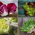 Skirtingos salotų rūšys: ką, kaip ir su kuo valgyti