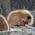 Miško grobstytojas privalės atsodinti medžius