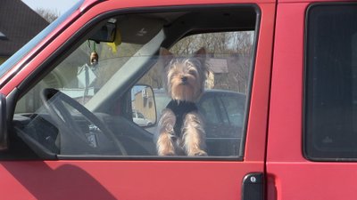 Automobilyje paliktas šuo